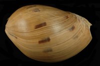 藏品(椰子渦螺)的圖片